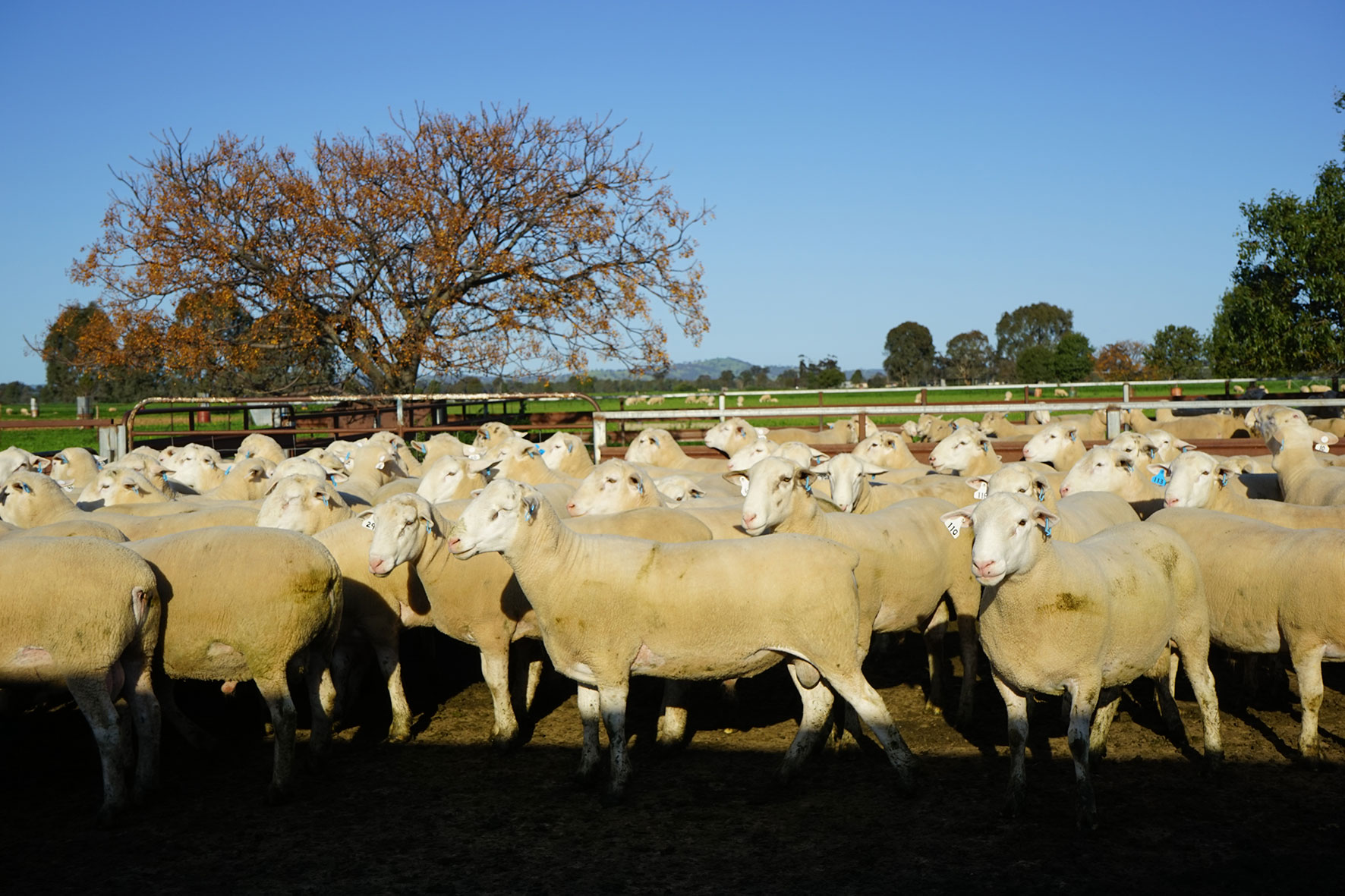 White Suffolk rams for the 2016 Annual Ram Sale