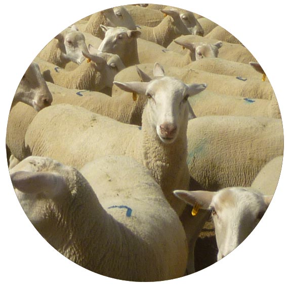 Ewe lambs for sale