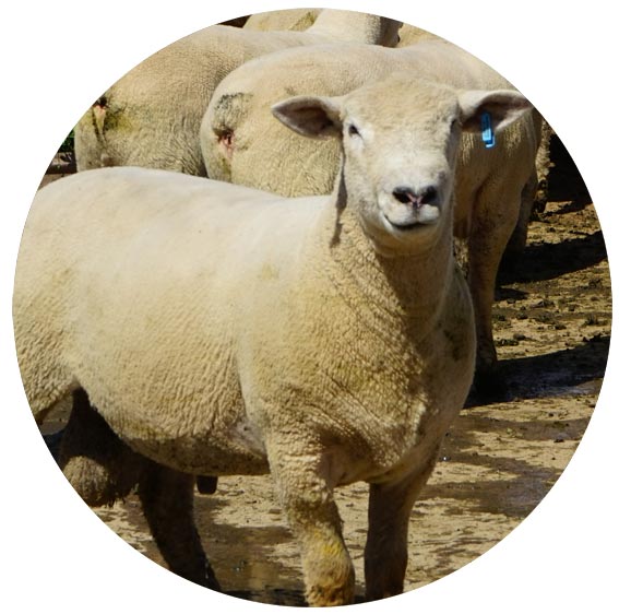 Southdown cross with White Suffolks for sale