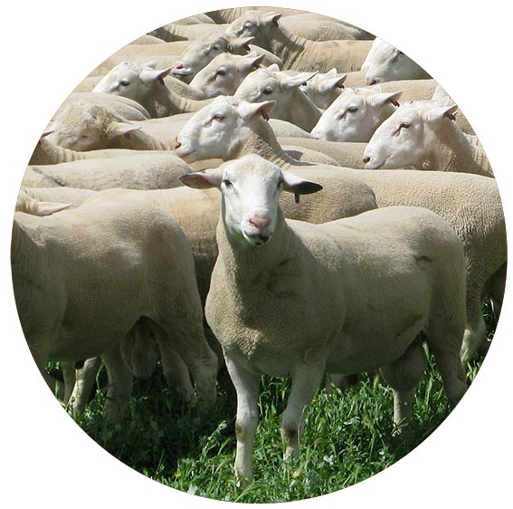 White Suffolk and Poll Dorset rams for sale
