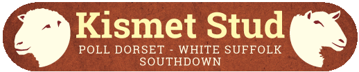 White Suffolk Sheep & Poll Dorset Sheep for sale NSW VIC Logo