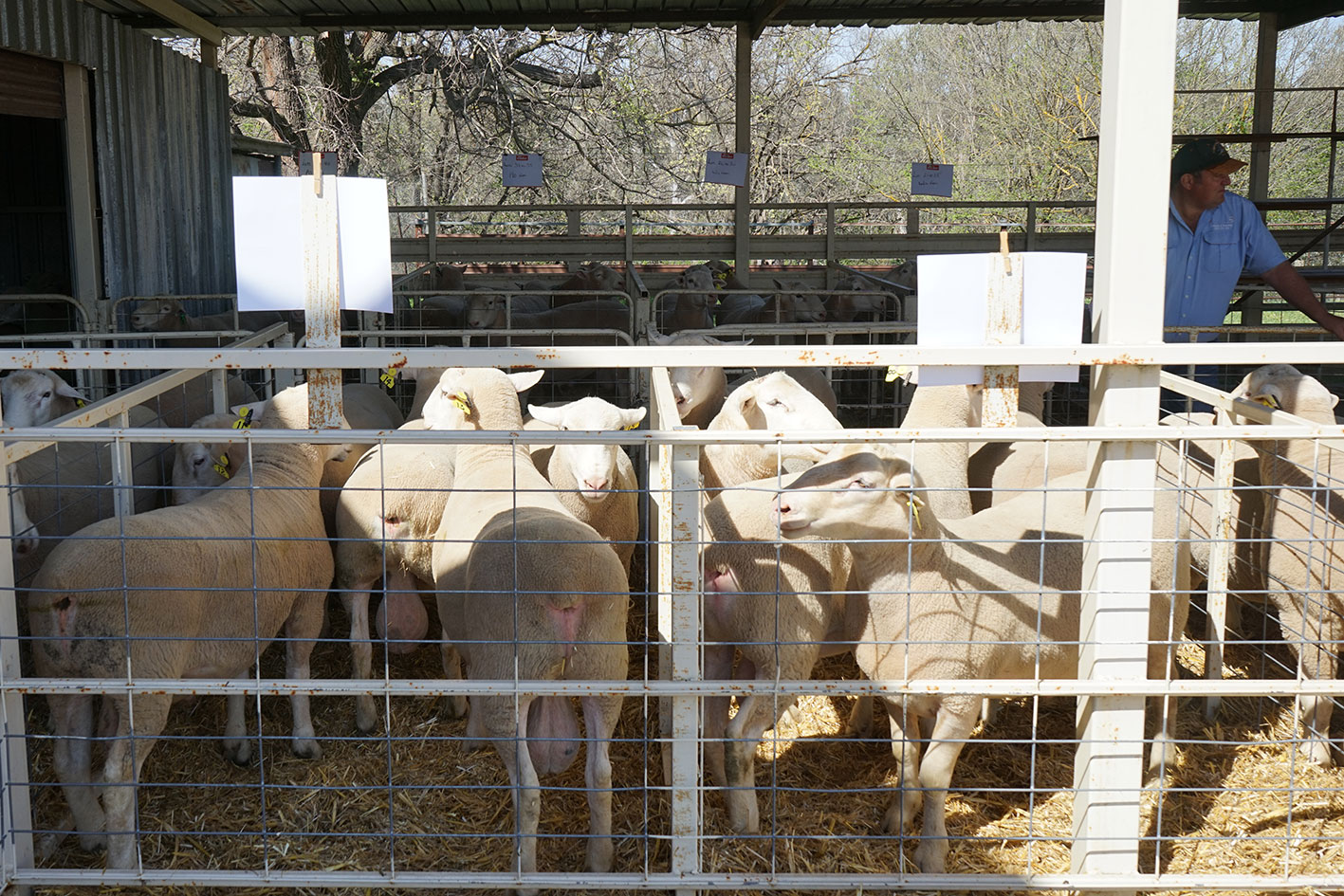 Kismet Stud 2017 ram sale