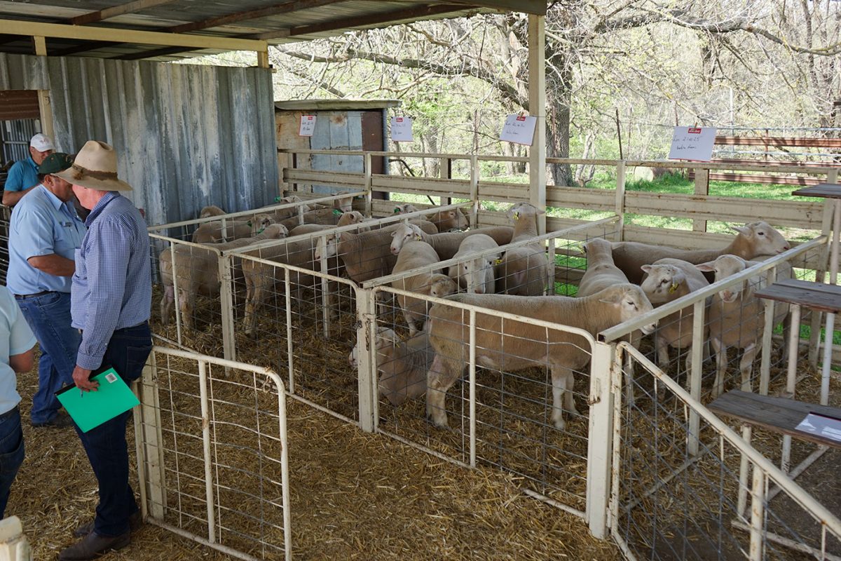 KismetRamSale201711 White Suffolk Sheep & Poll Dorset Sheep for