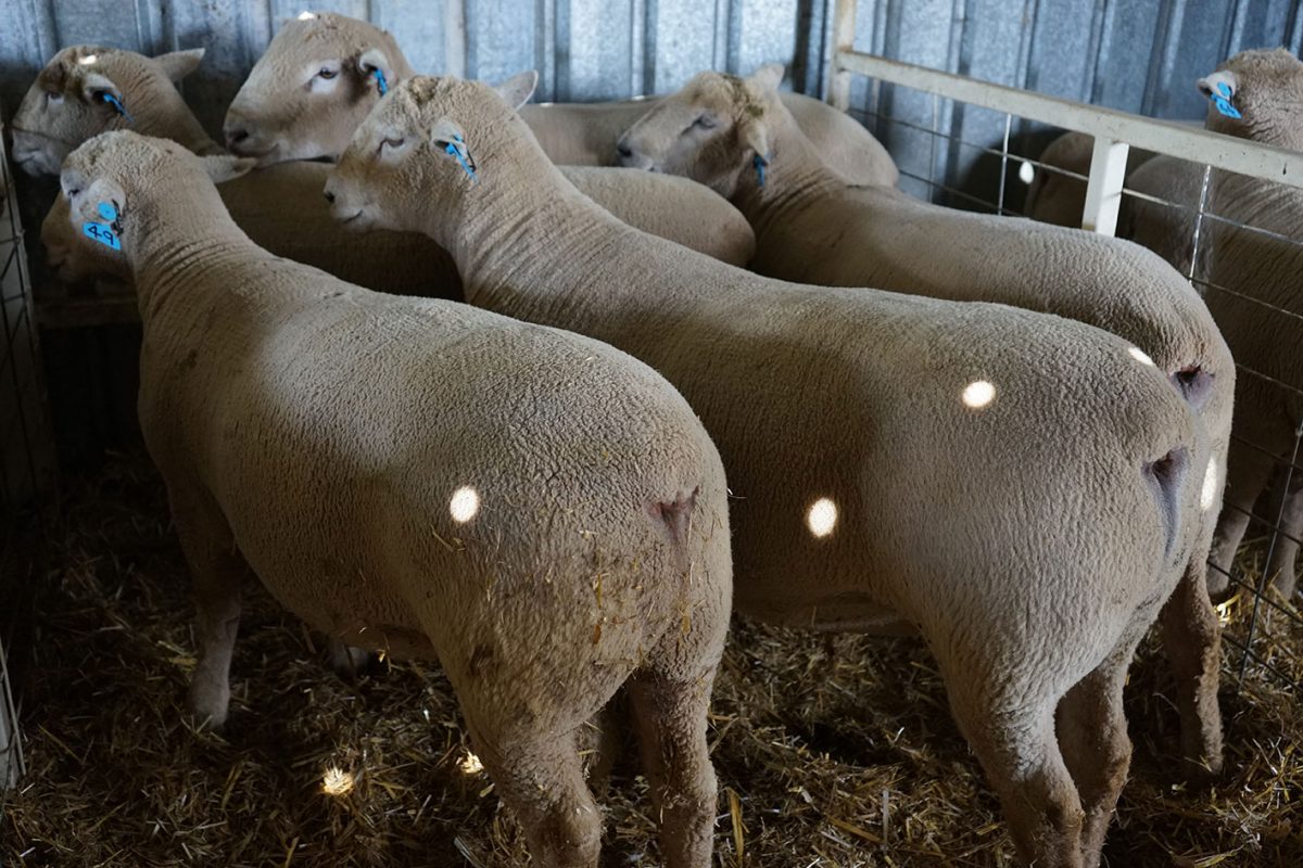 Gallery – White Suffolk Sheep & Poll Dorset Sheep for sale NSW VIC