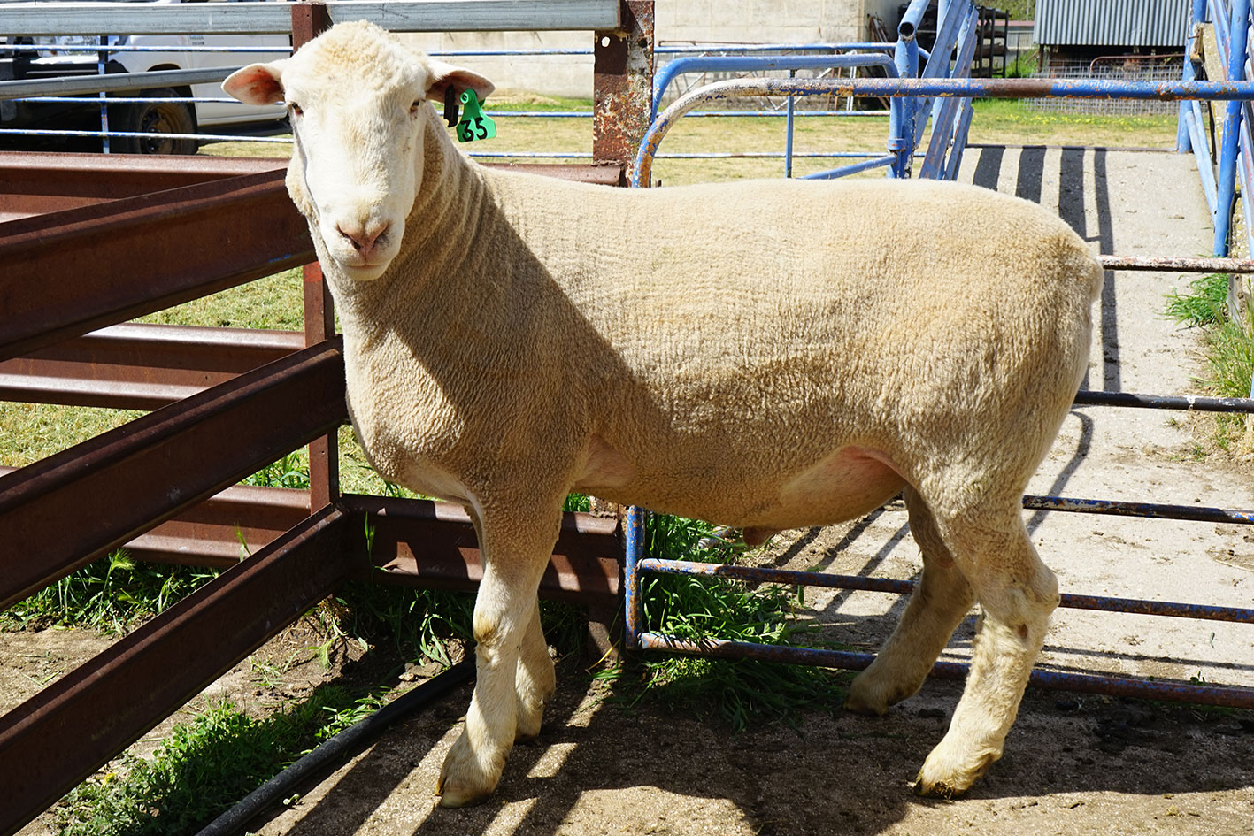 Poll Dorset top selling ram at 2017 ram sale