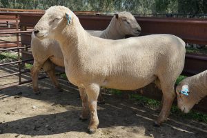 Southdown Ram 2017