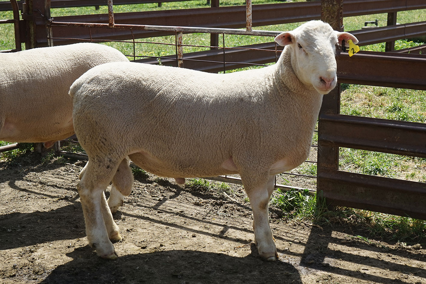 White Suffolk top selling ram at 2017 ram sale