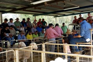 Kismet Stud Ram Sale 2017