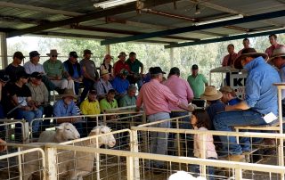 Kismet Stud Ram Sale 2017