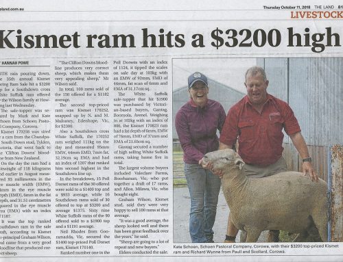Kismet ram hits a $3,200 high
