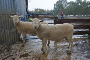 Kismet Stud ram sale 2018