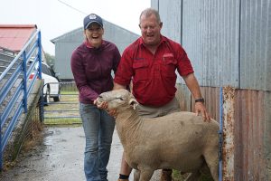 Kismet Stud ram sale 2018