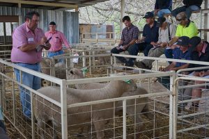 Kismet Stud ram sale 2018