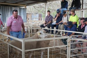 Kismet Stud ram sale 2018