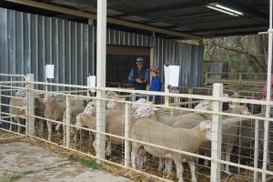 Kismet Stud ram sale 2018