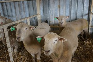 Kismet Stud ram sale 2018