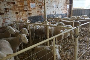 Kismet Stud ram sale 2018