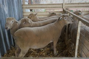 Kismet Stud ram sale 2018