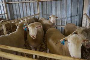 Kismet Stud ram sale 2018