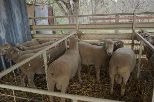 Kismet Stud ram sale 2018