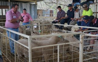 Kismet Stud ram sale 2018