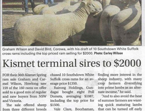 Kismet Terminal Sires to $2,000