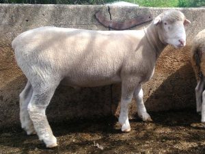 Poll Dorset ram purchased at Bendigo Sheep Show