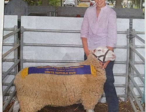 Winning Kismet sheep