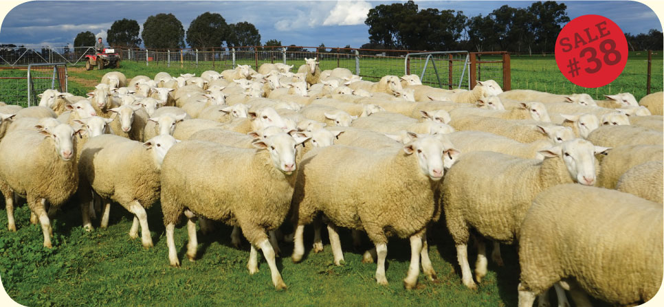 Ram sale White Suffolk Poll Dorset Southdown