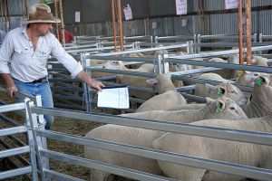 Brendan Just at Kismet Ram Sale 2021