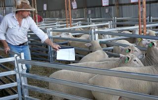 Brendan Just at Kismet Ram Sale 2021