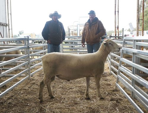 Paddock reared rams sell to $4000 at Kismet Stud