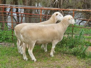 White Suffolk Sire Rams Howlong NSW