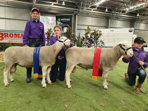 White Suffolk Sire Rams Howlong NSW