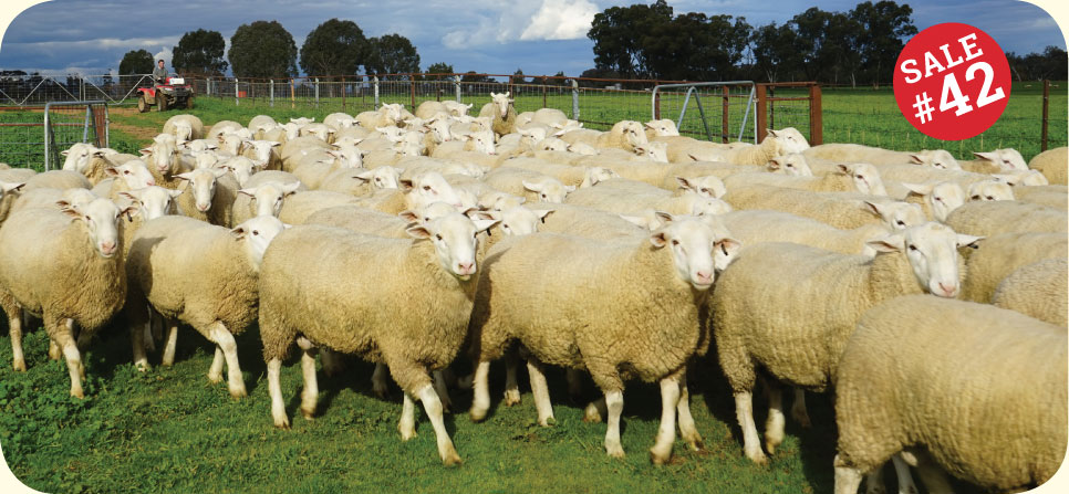 RamSale-Header Ram sale White Suffolk Poll Dorset Southdown