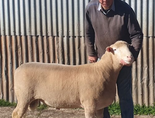 Adding a Quality Poll Dorset Sire