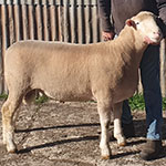 Poll Dorset Ram purchased at the Bendigo Show 2016