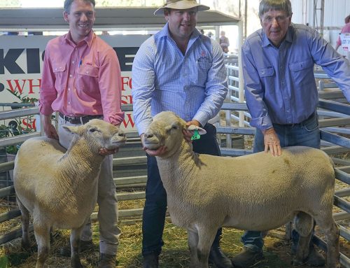 2026 Spring Ram Sale Results